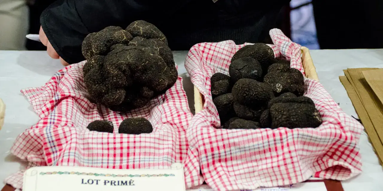 Deux paniers remplis de truffes noires, un signe que la saison des truffes noires est arrivée.