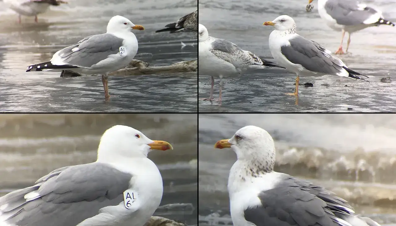 Cztery ujęcia mewy, jedna z nich ma obrączkę z napisem
