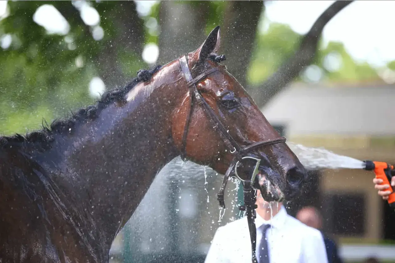 Un cheval brun, après un coup de sang, est arrosé d'eau pour le rafraîchir.