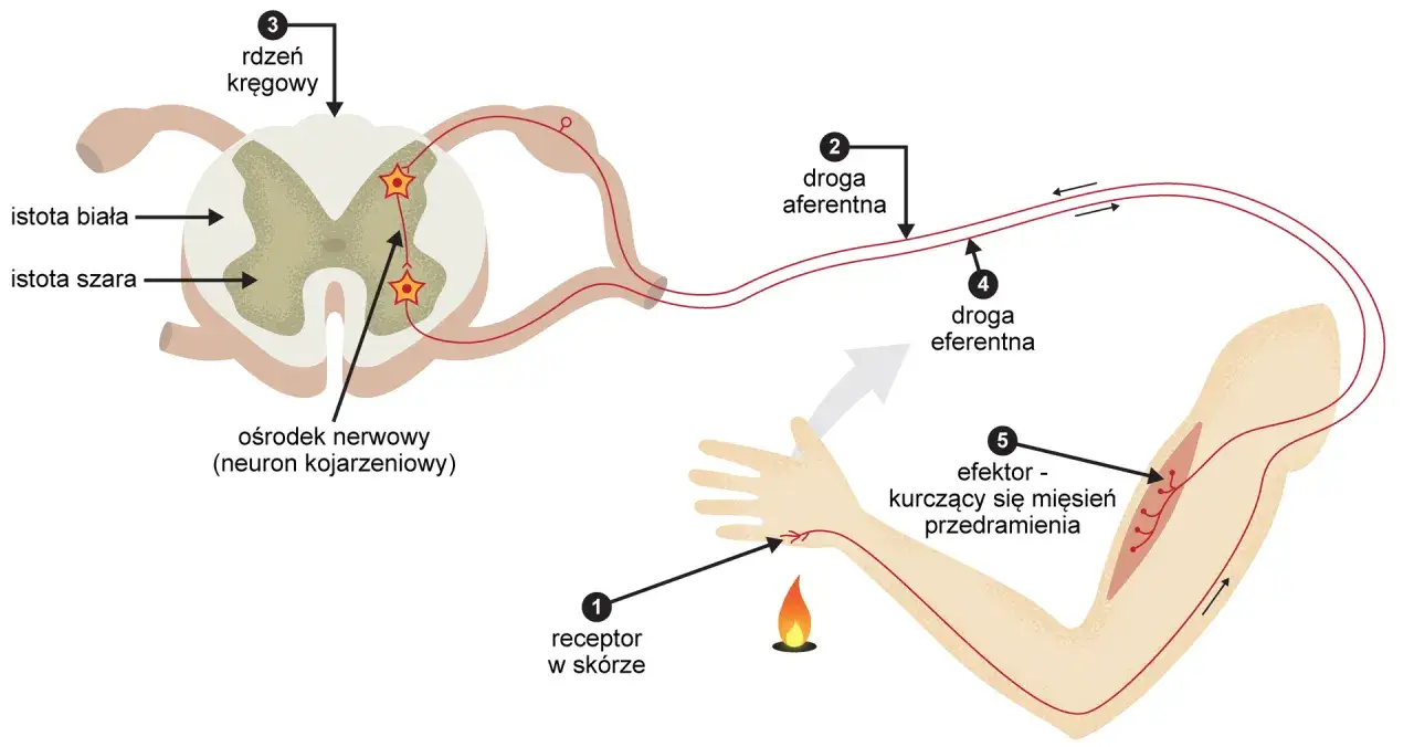 Schemat odruchu: receptor w skórze, droga aferentna, rdzeń kręgowy (istota szara, biała, neuron kojarzeniowy), droga eferentna, efektor (mięsień).