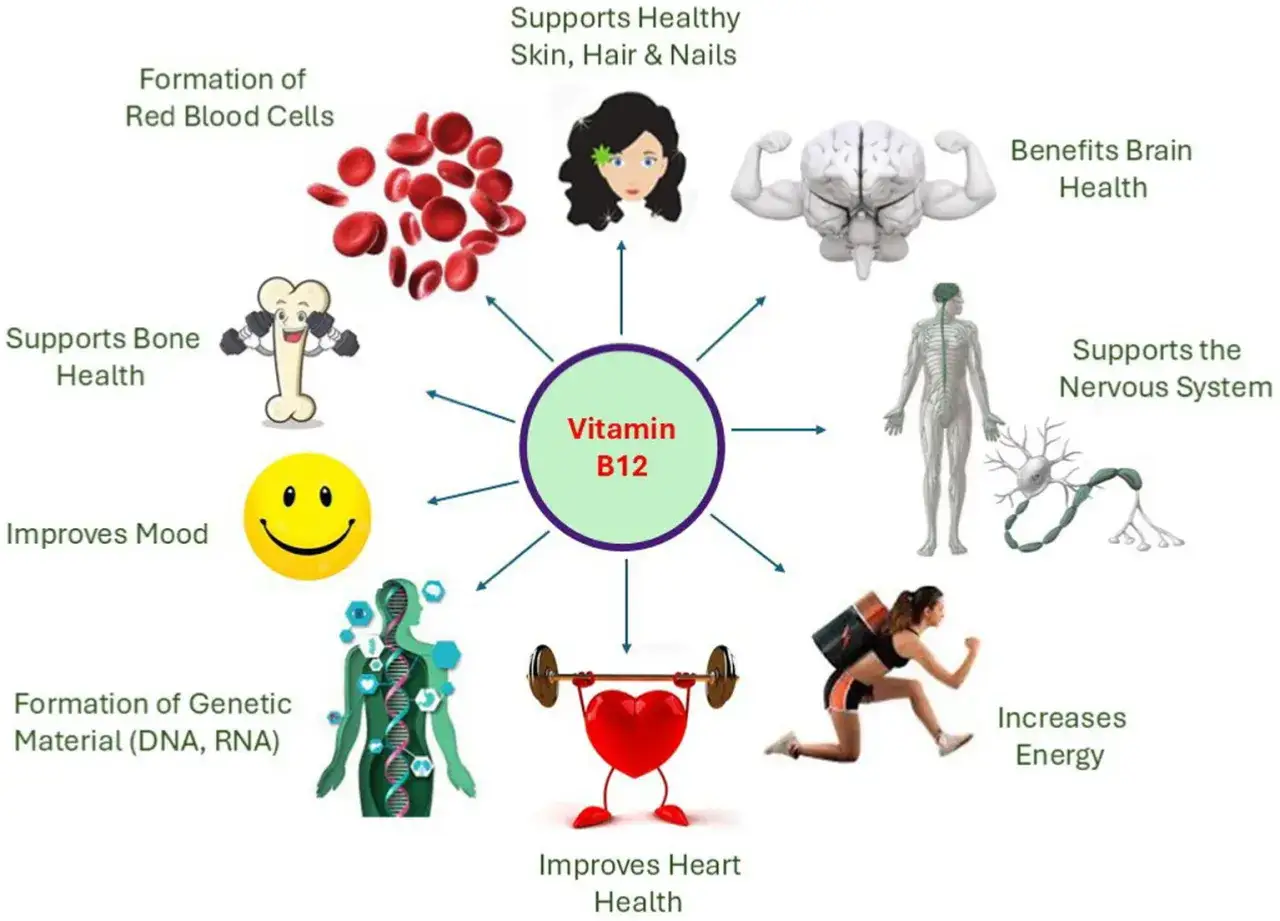 Die **Vitamin B12 Wirkung** zeigt sich in vielen Bereichen: rote Blutkörperchen, Gehirn, Nerven, Energie, Stimmung, Haut, Haare, Nägel, Knochen, Herz und DNA.
