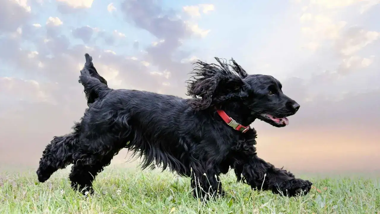 Unos perros negros corren felices por el campo, con el viento moviendo su pelaje y el cielo de fondo.