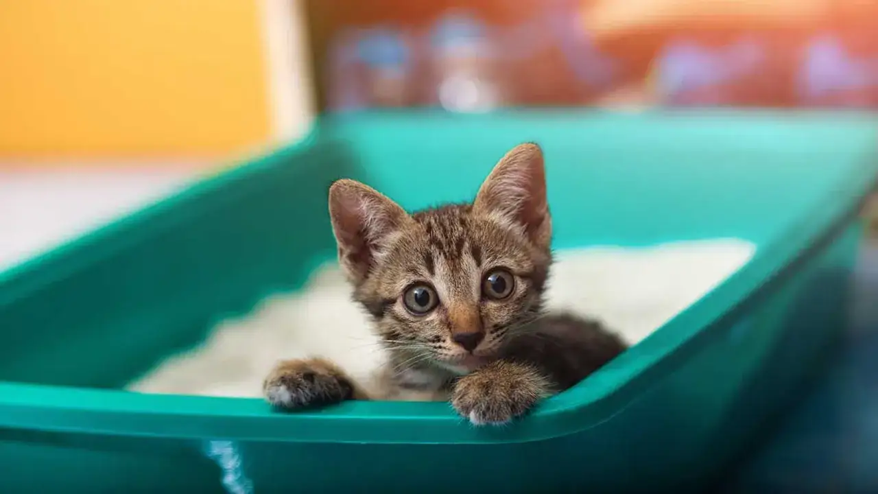Un gatito atigrado mira con curiosidad desde una caja de arena verde. &iexcl;Parece que mi gato se come la arena!