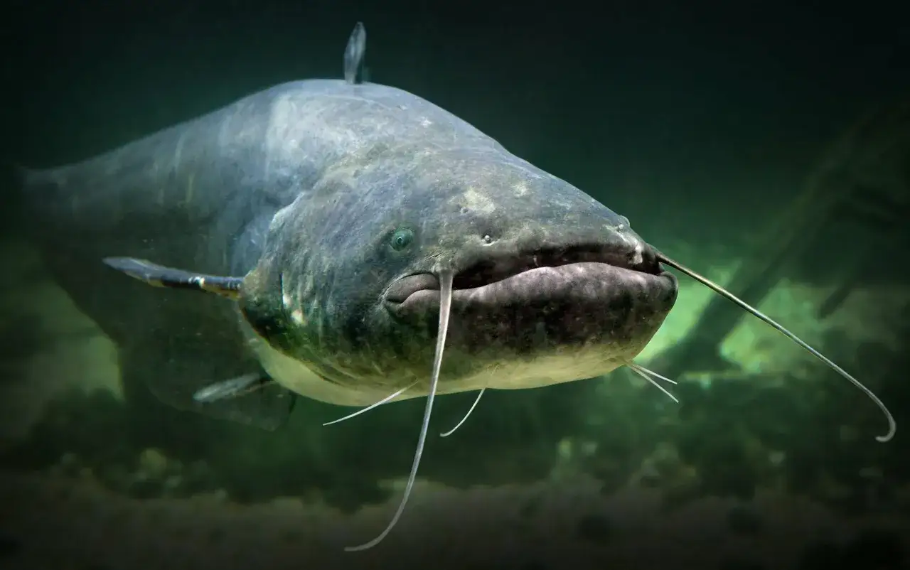 En stor mal fisk med l&aring;nga sk&auml;ggt&ouml;mmar simmar i m&ouml;rkt vatten.