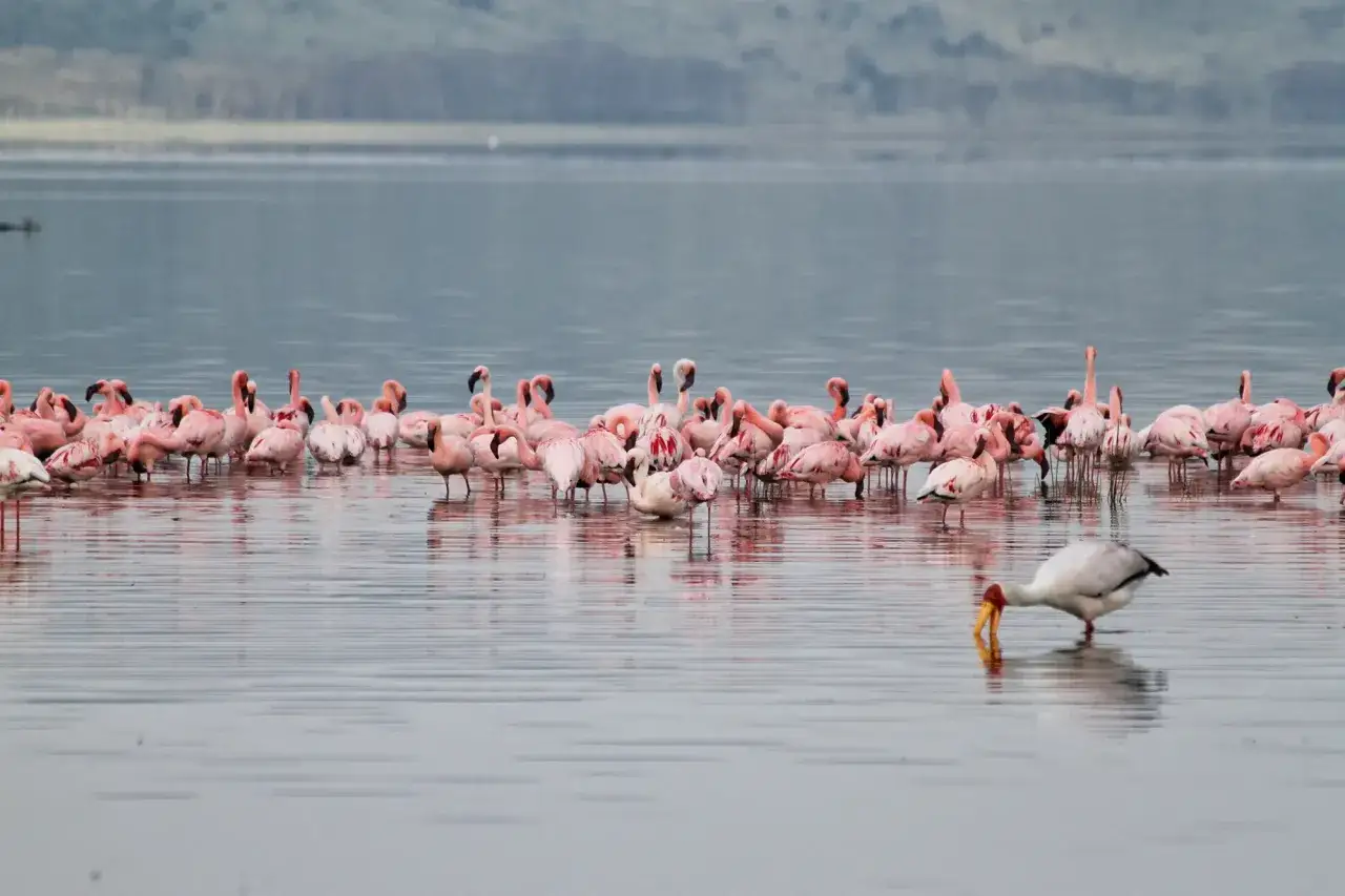 Różowe flamingi na spokojnym jeziorze Nakuru. W oddali biały ibis szuka pożywienia.