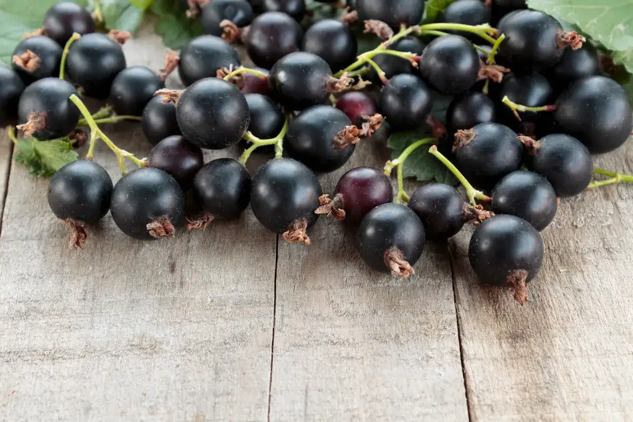 Frische Jostabeeren auf Holz. Ihr intensiver, leicht s&auml;uerlicher jostabeere geschmack macht sie perfekt f&uuml;r Marmeladen und Desserts.