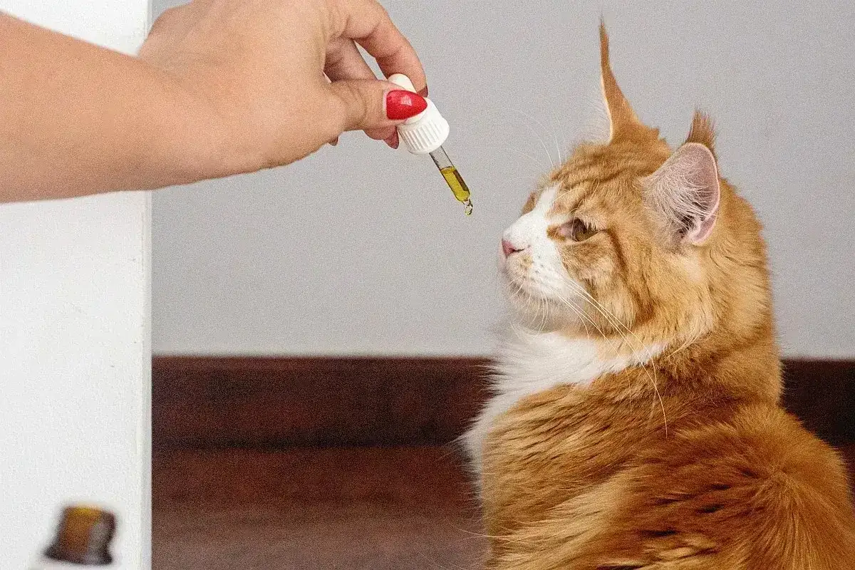 Pomarańczowy kot Maine Coon z zaciekawieniem patrzy na kroplę leku, którą trzyma dłoń. Może to być loxicom dla kota.