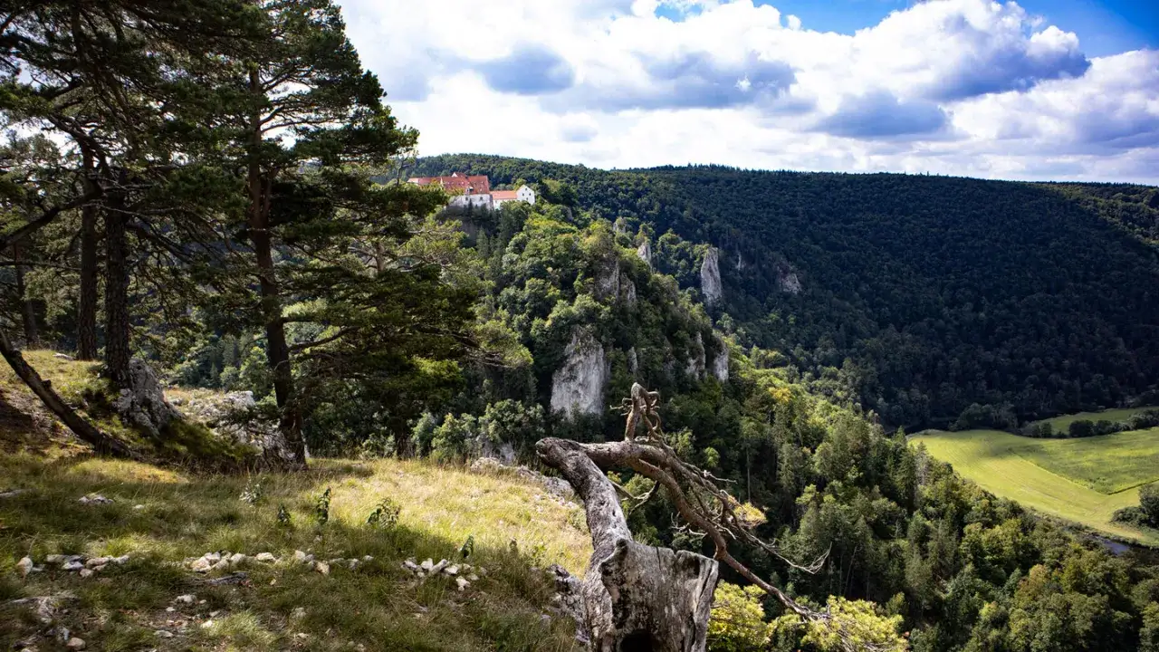 Burg Wildenstein thront majestätisch über dem grünen Donautal. Ein malerischer Ausblick von einem bewaldeten Hang.