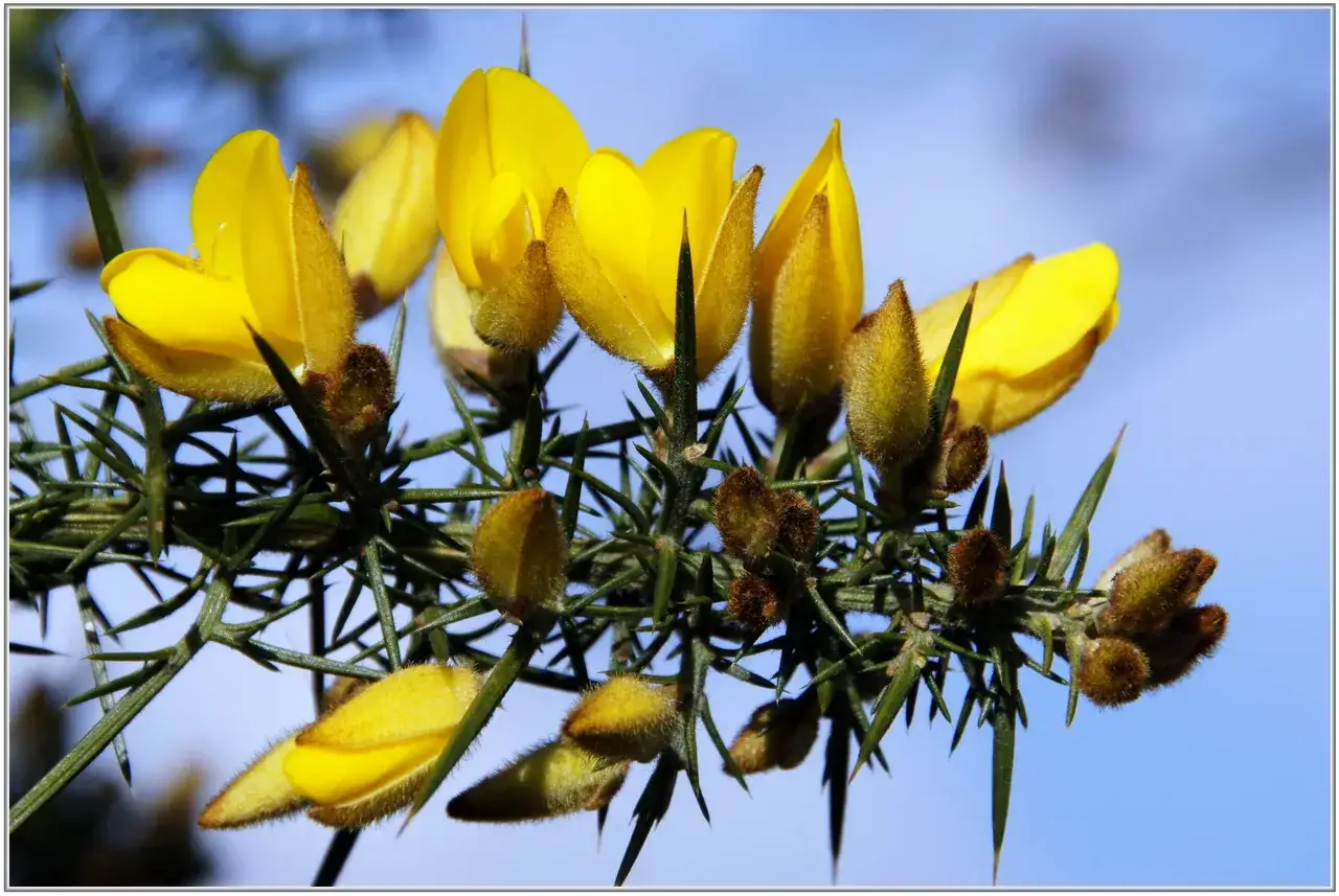 Fleurs jaunes éclatantes de l'ajonc, fleur symbole de la Bretagne, sur fond de ciel bleu.