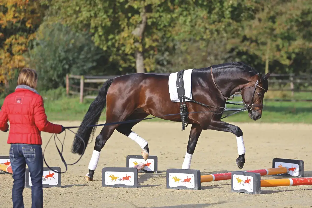 Ein braunes Pferd mit Bandagen an den Beinen absolviert ein **Faszientraining Pferd** &uuml;ber Cavaletti. Eine Reiterin in roter Jacke f&uuml;hrt es.
