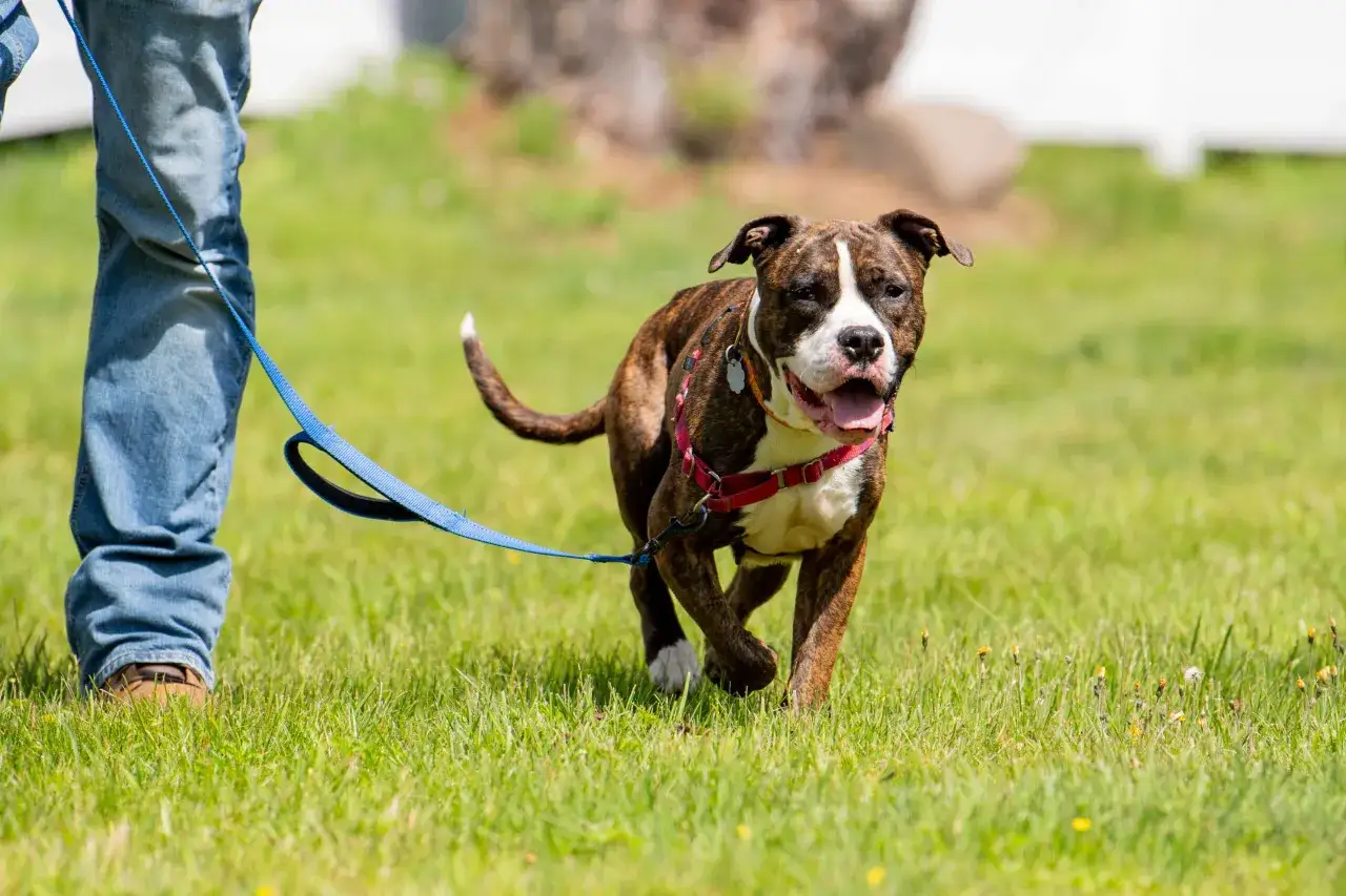 Ein braun-wei&szlig;er Hund l&auml;uft auf einer gr&uuml;nen Wiese, angeleint von einer Person. Das Bild zeigt den Beginn des Hund erziehen.