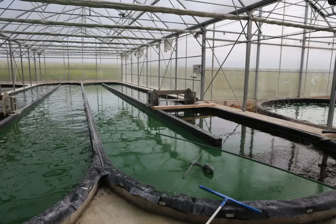 Intérieur d'une serre abritant des bassins de **spiruline culture**. L'eau verte reflète la structure métallique du toit.
