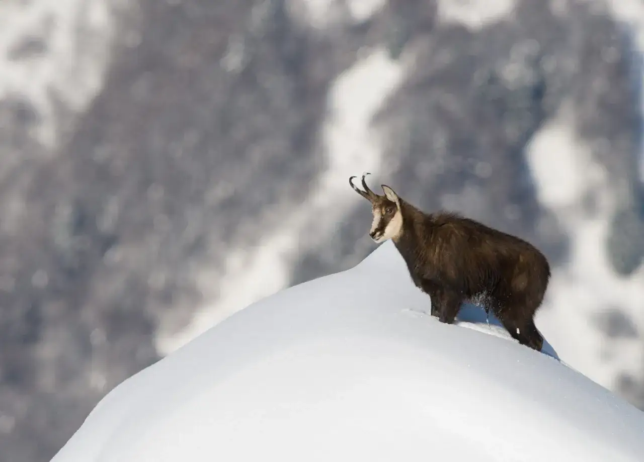 Un chamois, un des animaux en hiver, se tient sur une cr&ecirc;te enneig&eacute;e, le regard vif.