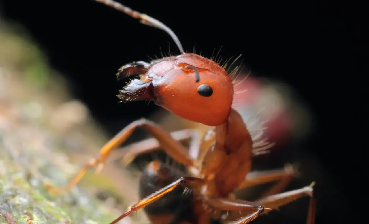 Macro shot of an ant's head. Its antennae are raised, ready to detect scents. Ants smell to communicate, find food, and navigate their world.
