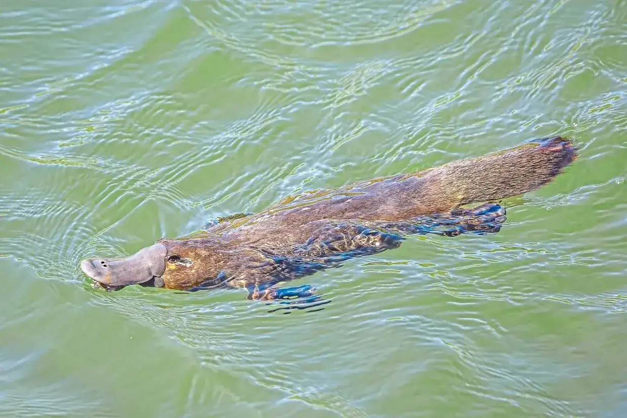 Un ornitorrinco mam&iacute;fero nada en aguas verdes, su pico de pato y cuerpo peludo emergen.