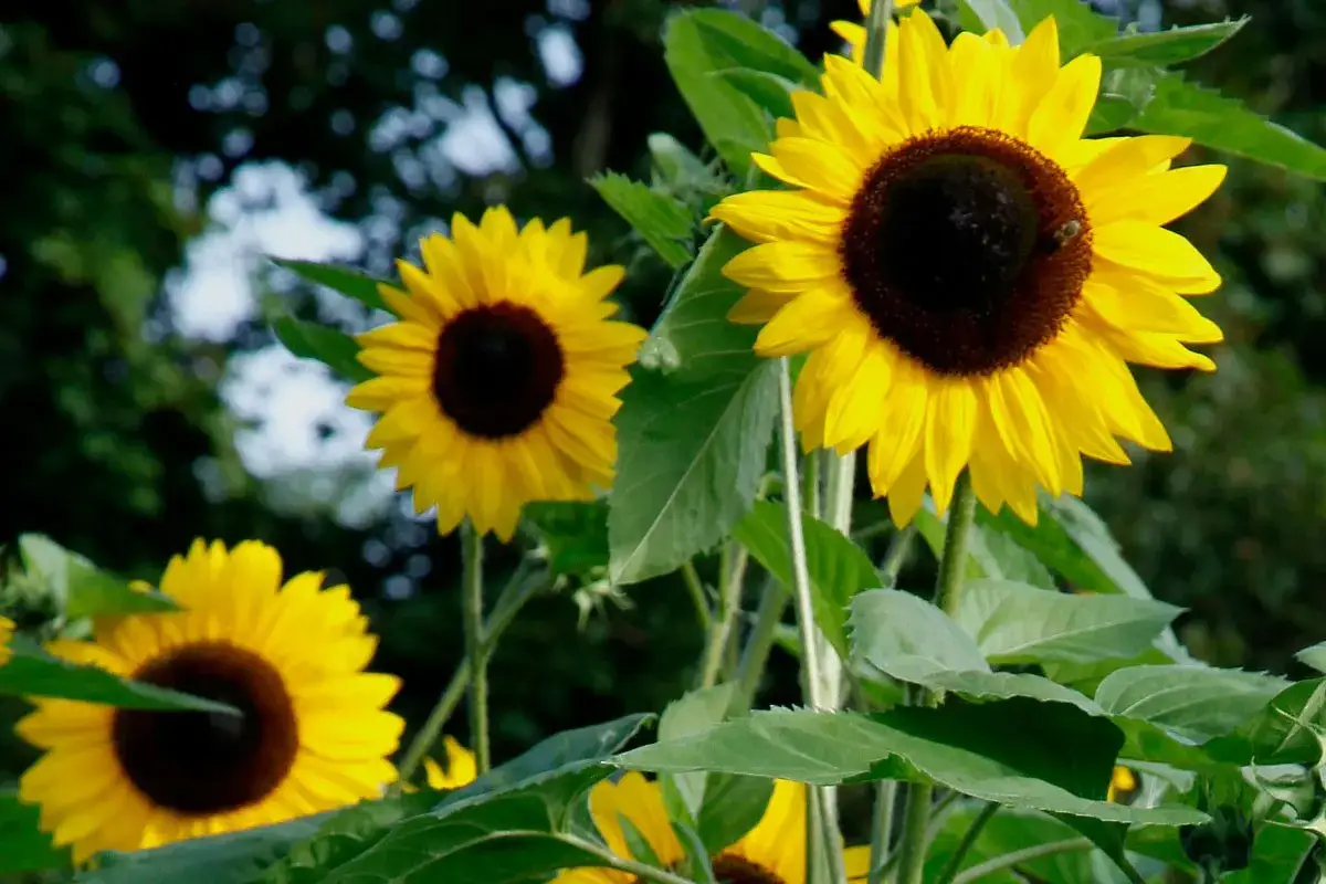 Trois tournesols aux p&eacute;tales jaunes &eacute;clatants et aux c&oelig;urs bruns fonc&eacute;s se dressent fi&egrave;rement. Un petit insecte butine sur l'un d'eux.
