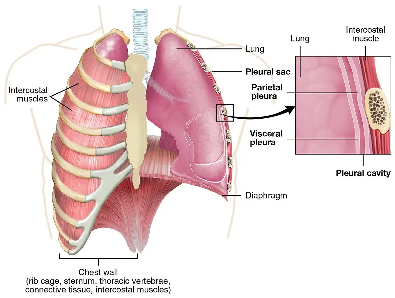 Anatomia klatki piersiowej z płucami, żebrami i mięśniami międzyżebrowymi. Powiększenie pokazuje opłucną, jamę opłucnową i mięsień międzyżebrowy. Czy płuca bolą?