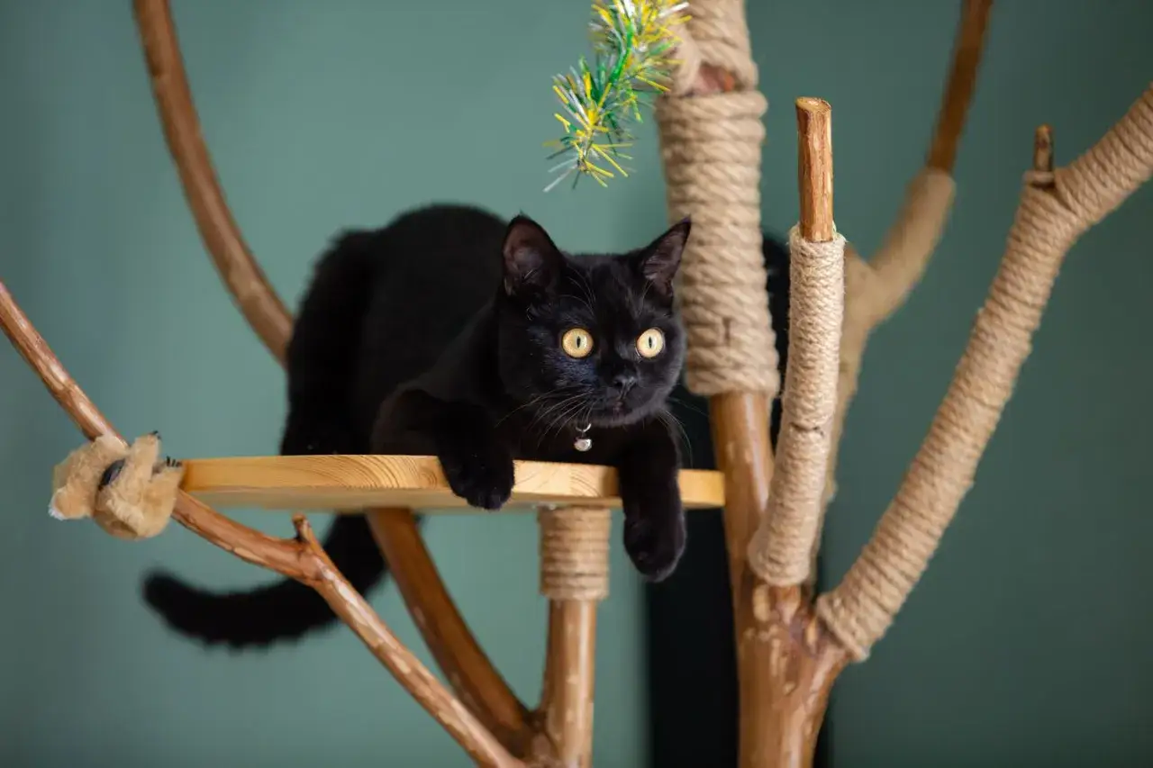 Un chat noir aux yeux d'or se repose sur une plateforme d'un arbre &agrave; chat fait maison avec une branche.