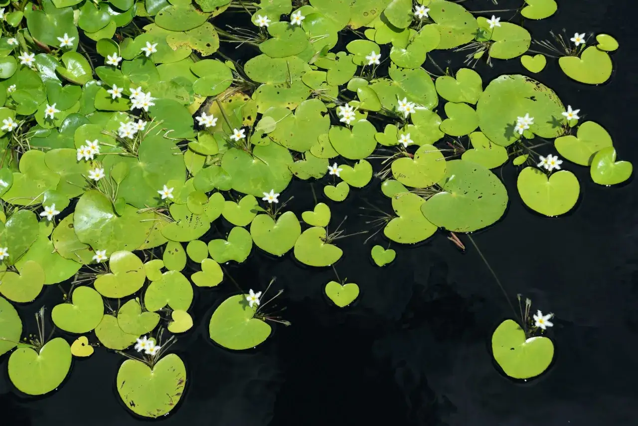 Plante des lacs avec des feuilles rondes et vertes parsemées de petites fleurs blanches.