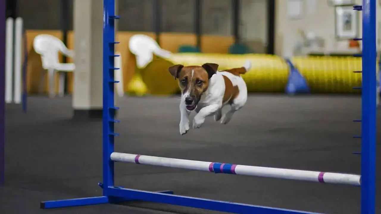 Jack Russell Terrier zabawy agility