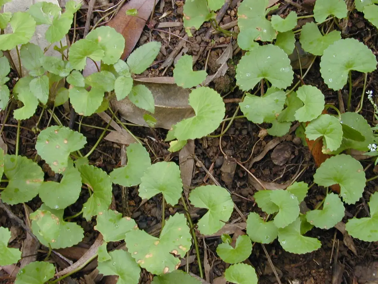Hojas verdes de centella asiática, conocidas por sus propiedades curativas, crecen en el suelo.