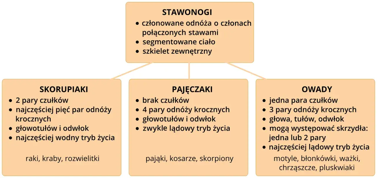 Rozszerzona biologia stawonogów: skorupiaki, pajęczaki i owady. Cechy charakterystyczne, budowa i przykłady.