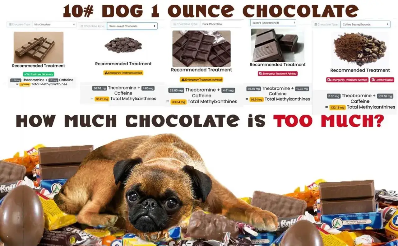 Un chiot regarde une montagne de chocolats. L'image montre les dangers du chocolat pour les chiens, avec des informations sur les symptômes si mon chien a mangé du chocolat.