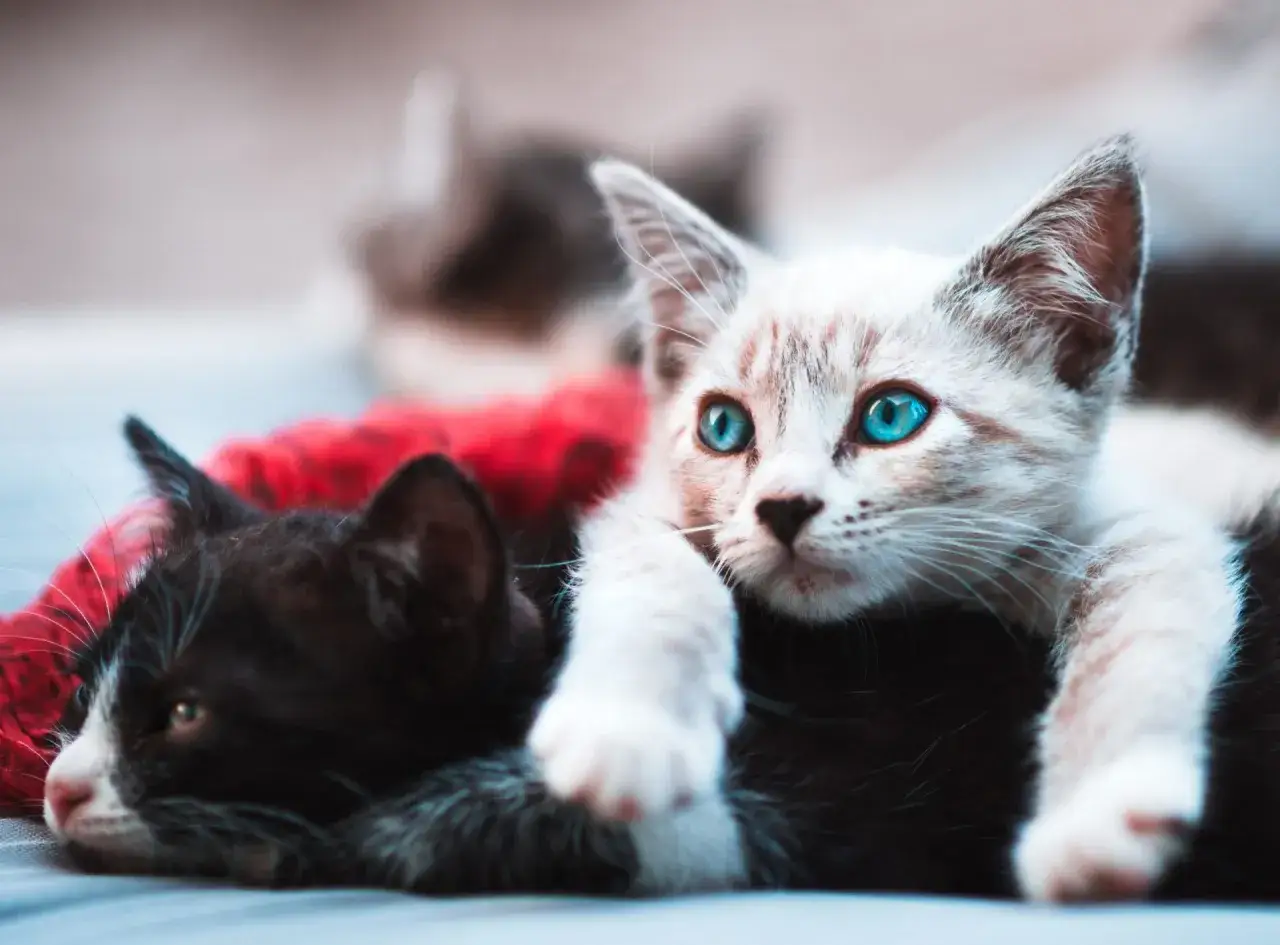 Two new cat siblings, one black and white, the other a pale tabby with striking blue eyes, cuddle together on a soft surface.