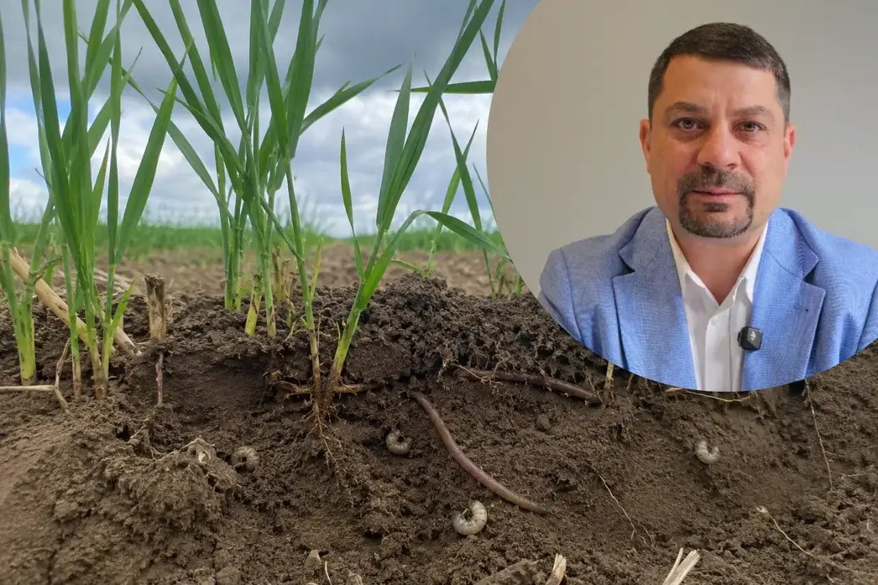 Agronom analizuje glebę z młodymi pędami zbóż i widocznymi larwami.