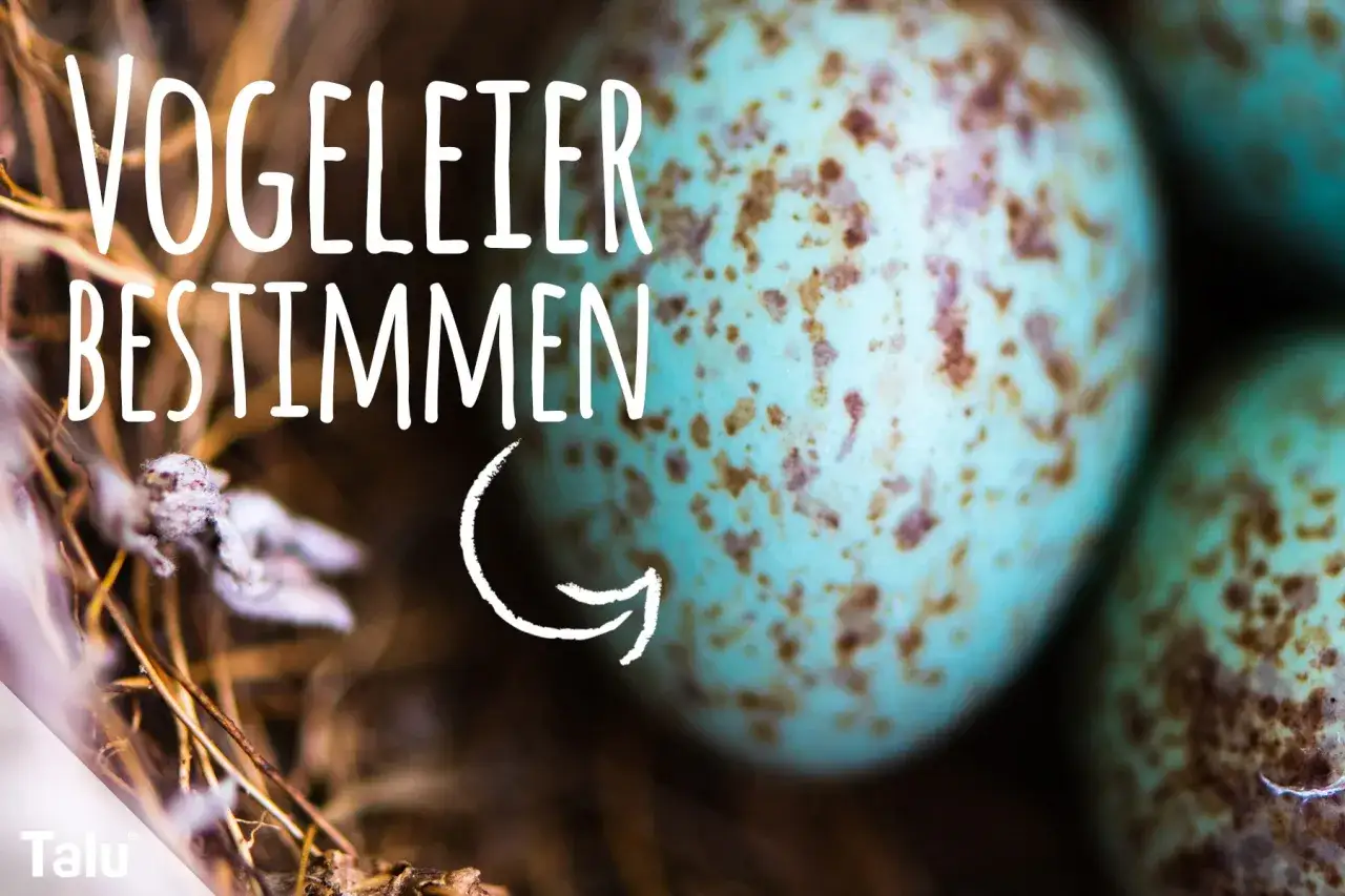 Blaue Vogeleier im Nest. Welcher Vogel legt blaue Eier? Die Aufnahme zeigt ein Nest mit mehreren blauen, gesprenkelten Eiern.