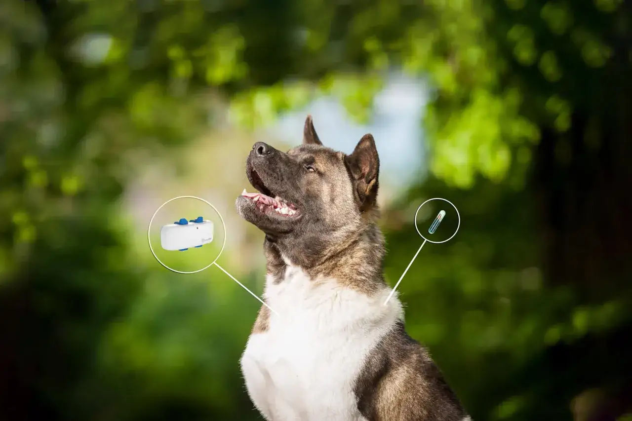 En ståtlig hund med chip och GPS-sändare, redo att hittas om den mot förmodan skulle bli bortsprungen.