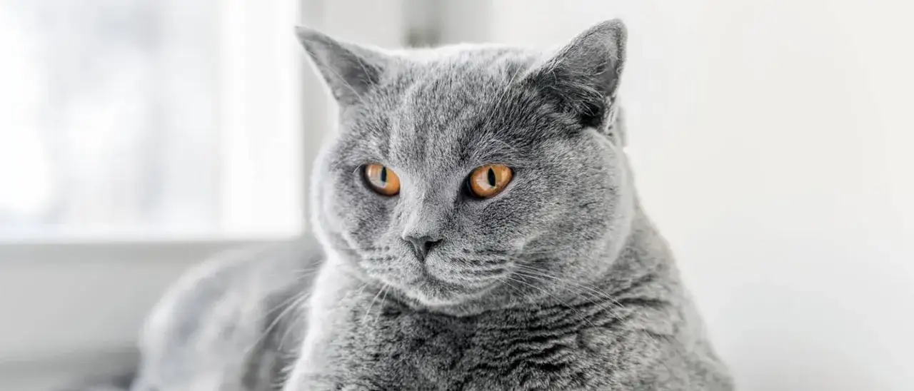 koszty utrzymania kota