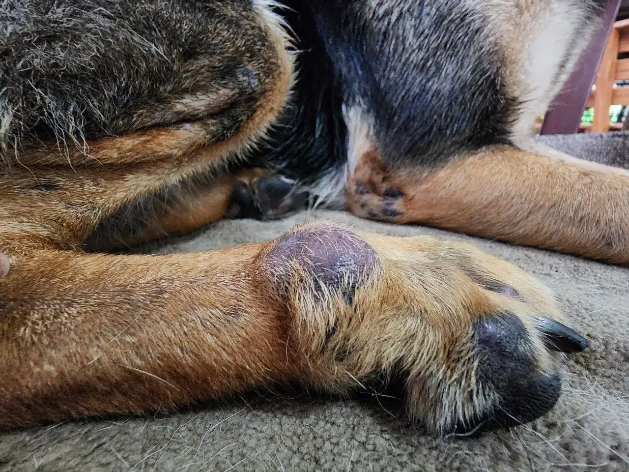 Un perro con un bulto morado en la pata, posible signo de c&aacute;ncer de piel en perros.