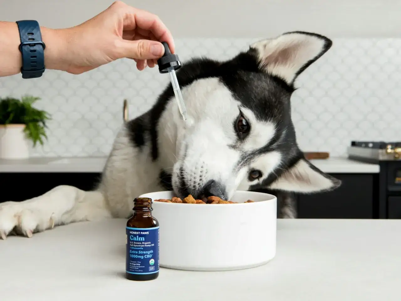 Un husky recibe gotas de aceite de cáñamo en su comida. El aceite de oliva es bueno para los perros, y este aceite de cáñamo también puede serlo.