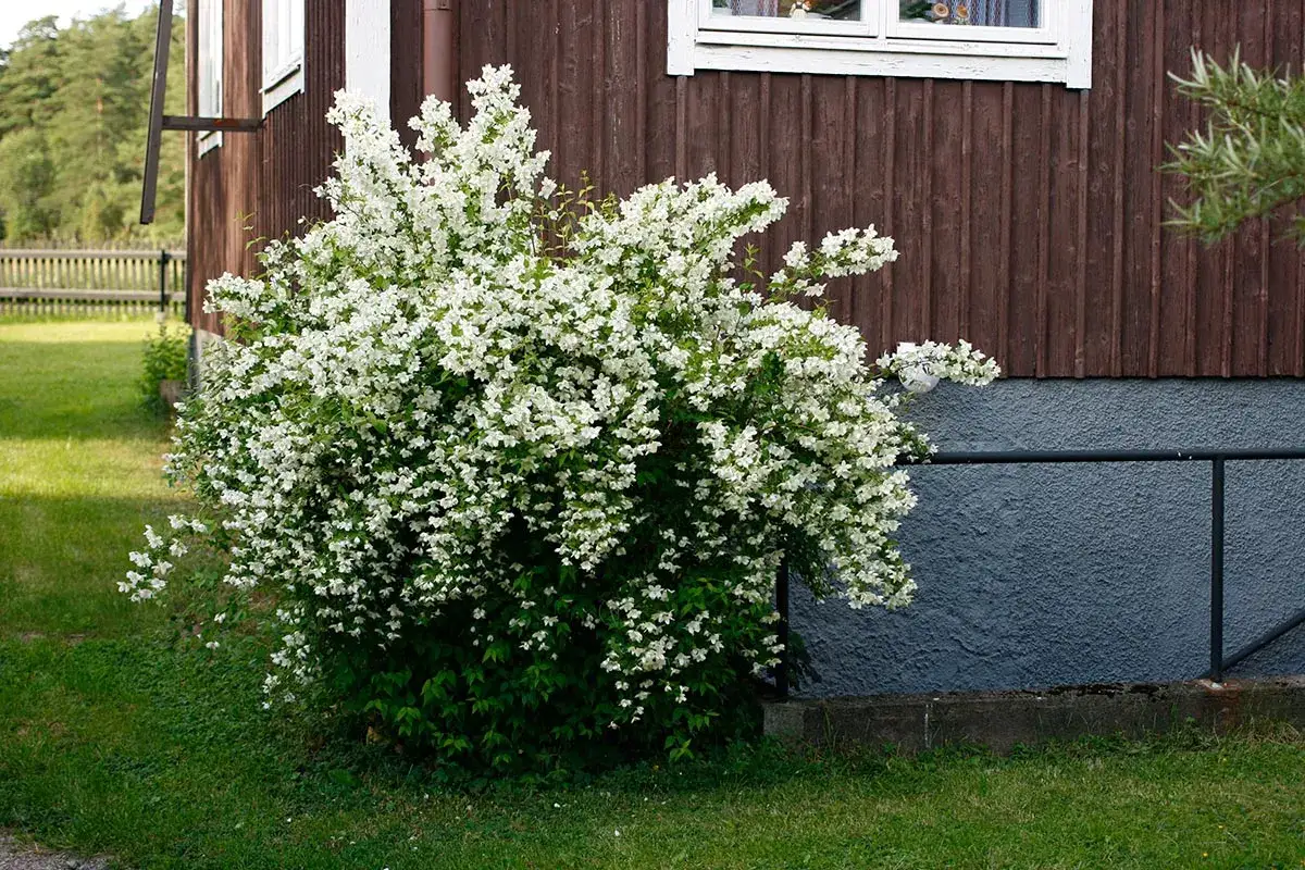 En frodig schersmin buske blommar med tusentals vita blommor vid ett brunt trähus.