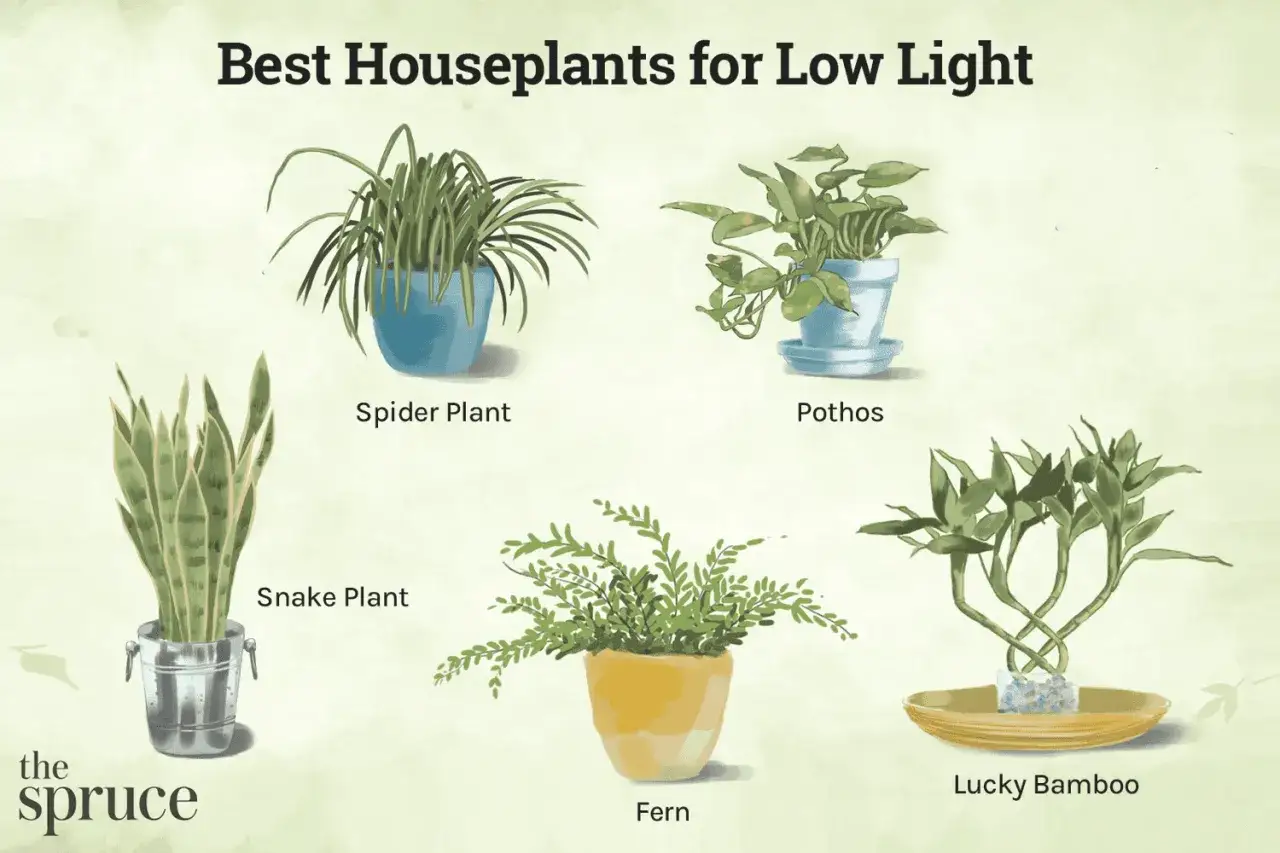 Piante che non hanno bisogno di sole: Spider Plant, Pothos, Snake Plant, Felce e Lucky Bamboo prosperano in poca luce.