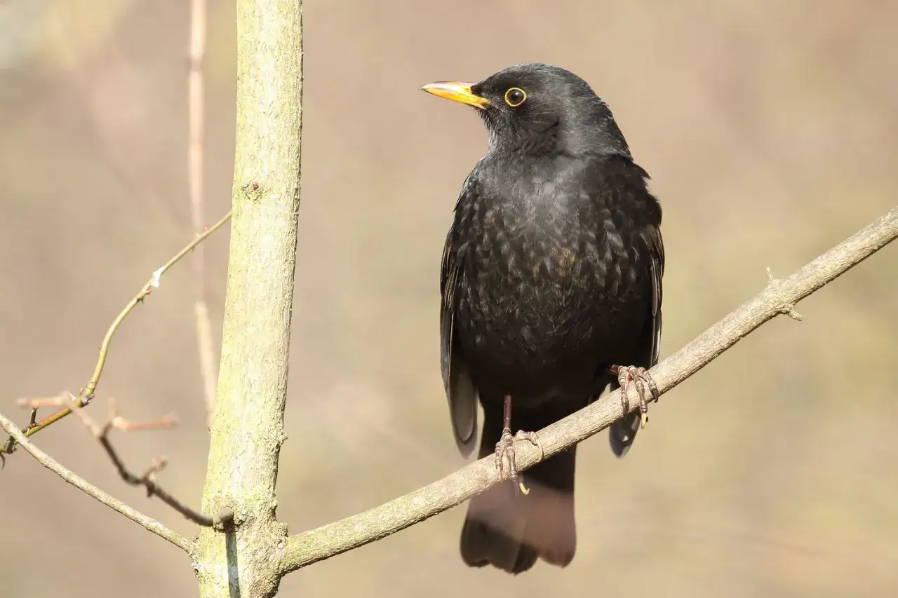 Schwarzer Amselhahn sitzt auf einem Ast. Sein Blick ist wachsam, trotz möglicher Anzeichen einer Amsel-Krankheit.