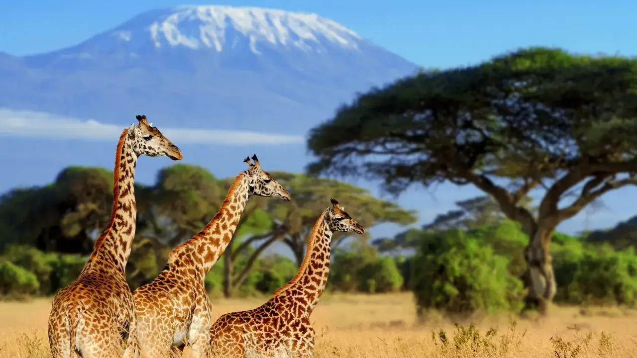 Trzy żyrafy na tle ośnieżonego Kilimandżaro. Kenia pogoda lipiec, idealna na safari.