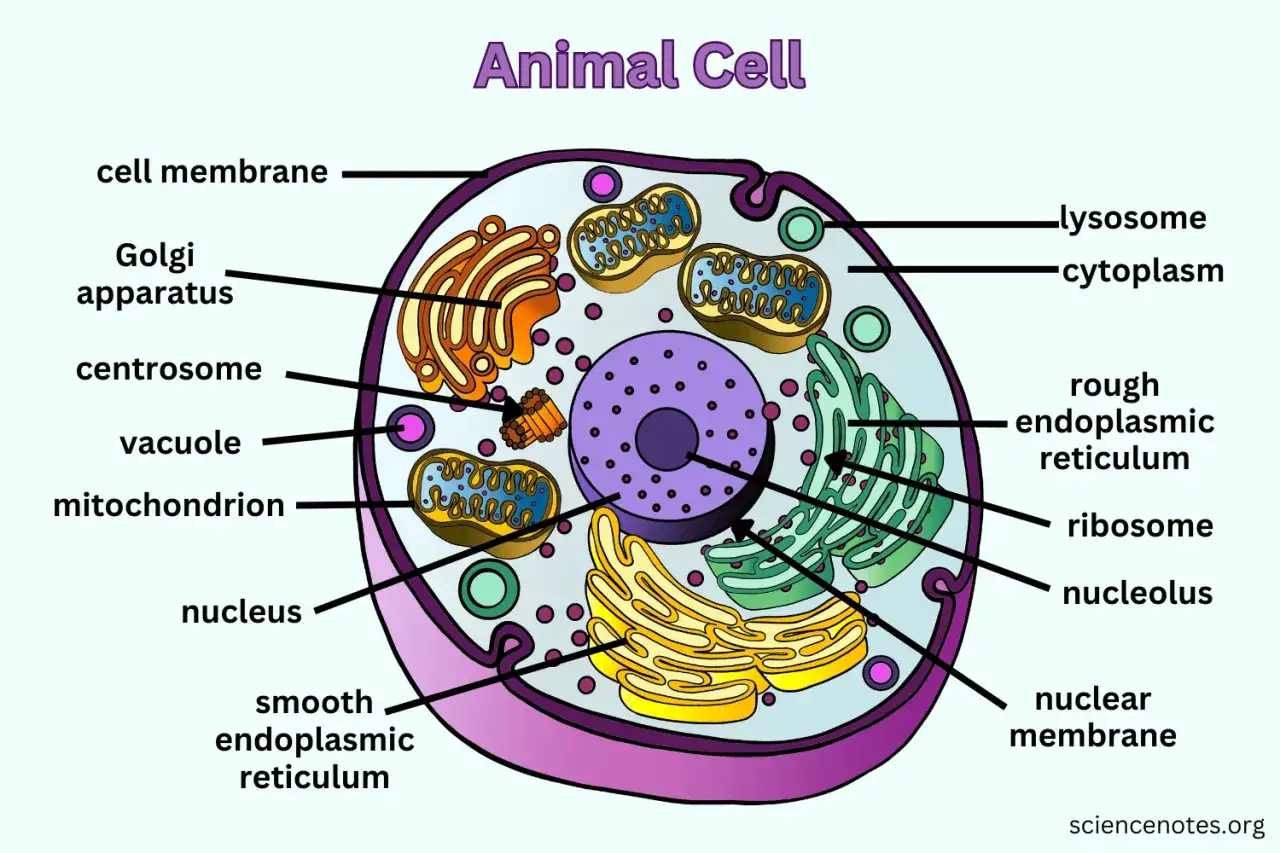 Schemat komórki zwierzęcej z zaznaczonymi elementami: błona komórkowa, mitochondria, jądro, aparat Golgiego, siateczka śródplazmatyczna.