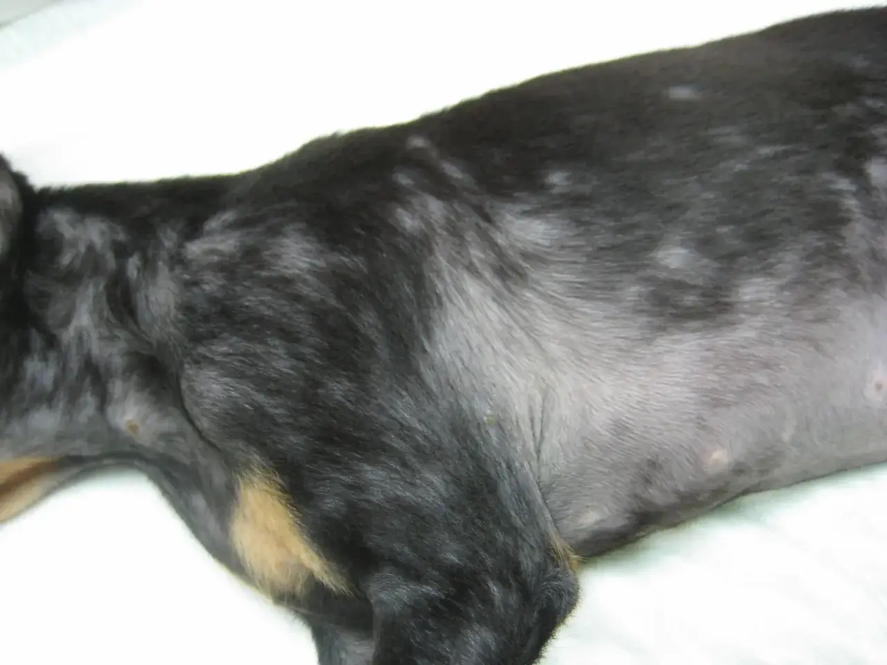El pelaje de mi perro se cae, mostrando calvas y zonas despobladas en su lomo.