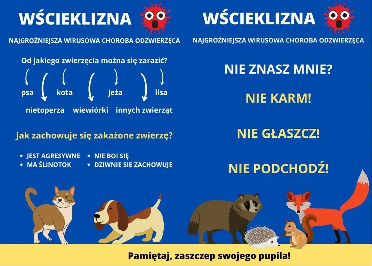 Objawy wścieklizny u kota: agresja, ślinotok, dziwne zachowanie. Nie zbliżaj się do dzikich zwierząt, bo mogą być chore.
