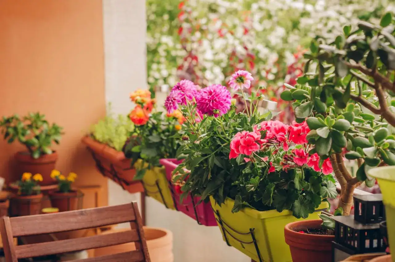 Bunter sommerblumen balkon mit pinken Dahlien, roten Geranien und grünen Sukkulenten. Einladende Atmosphäre.