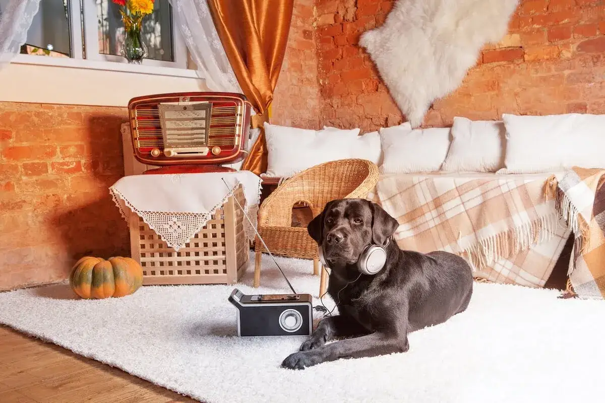 Schwarzer Labrador mit Kopfh&ouml;rern liegt auf einem Teppich und h&ouml;rt entspannungsmusik hund. Ein altes Radio steht daneben.