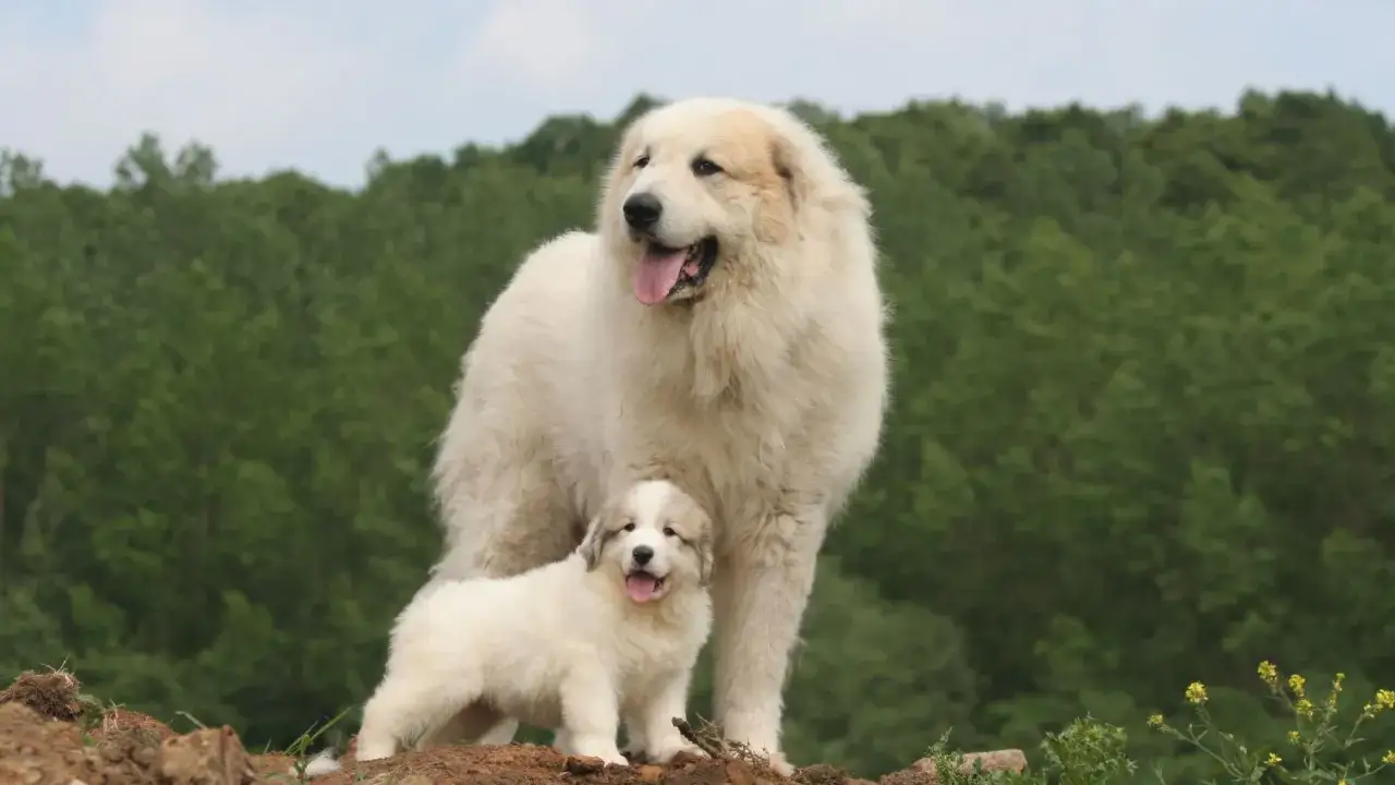 Deux chiens blancs, un adulte et un chiot, se tiennent sur une colline avec en arrière-plan une forêt dense, évoquant la beauté sauvage de la montagne des Pyrénées.