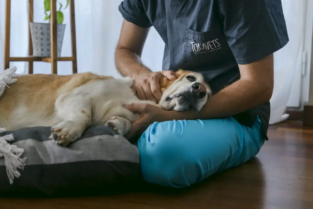 Un veterinario acaricia a un perro mayor, ofreciendo consuelo en sus últimos momentos. La escena evoca la difícil decisión de sacrificar a un perro.