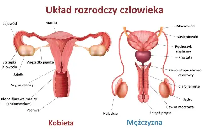 schemat budowy układu rozrodczego człowieka