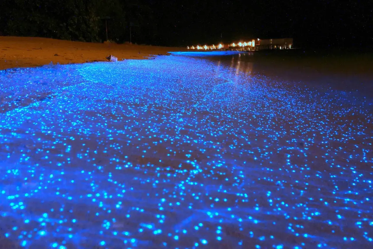 Nocny spacer po plaży Malediwów, gdzie morze gwiazd rozświetla brzeg.