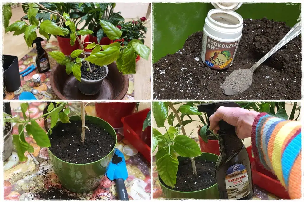 Przygotowanie do przesadzania kwiatów doniczkowych: ziemia, nawóz do korzeni i spray.