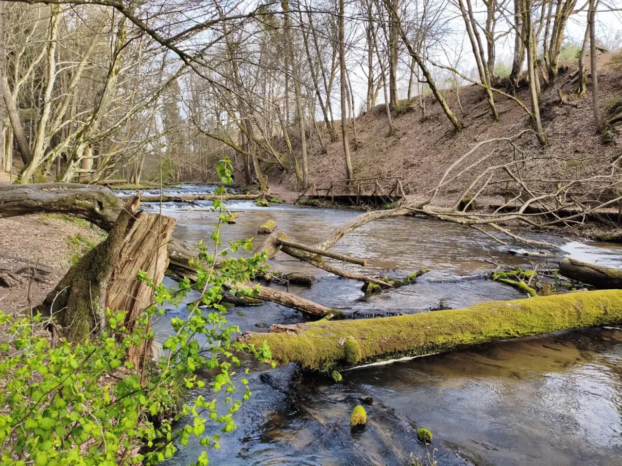Szumy nad Tanwią szlak. Wiosenny las nad rwącą rzeką, powalone drzewa porośnięte mchem, drewniany mostek.