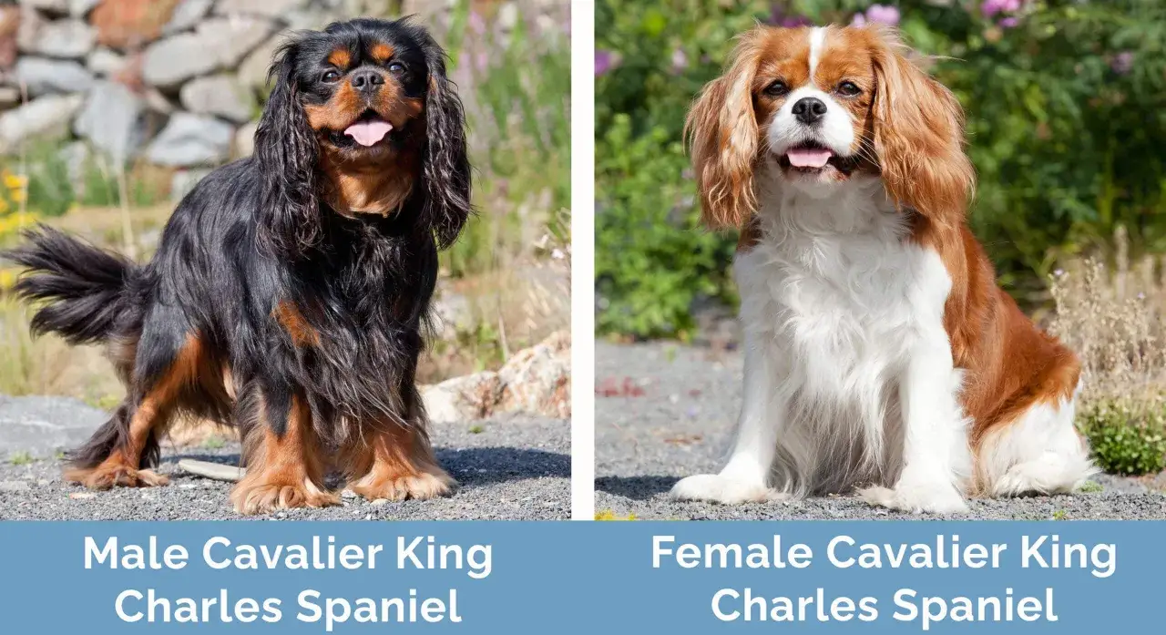 Czarny i rudy pies rasy Cavalier King Charles Spaniel po lewej, a biało-rudy po prawej.